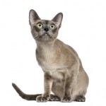 Tonkinese sitting, isolated on white (18 months old)