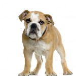young Bulldog cream and white standing in front of white background