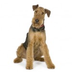 Airedale Terrier (1 year) in front of white background