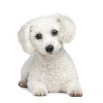 Bichon Frise in front of A white background