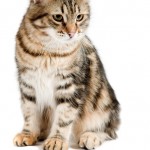 striped siberian cat isolated on white background