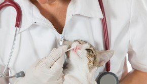 Veterinary inspection performing a dental clinic cat