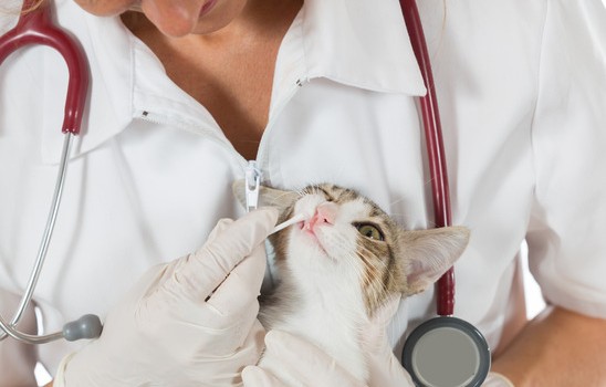 Veterinary inspection performing a dental clinic cat