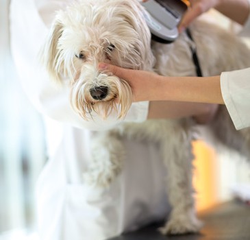 Veterinarian checking microchip implant on Maltese dog in vet clinic
