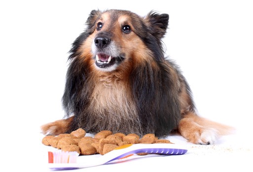 Small furry Sheltie laying with food that helps clean teeth,  a toothbrush in front for  dog dental care