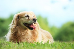 Portrait of a beautiful dog on meadow