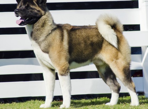 A profile view of a brown pinto Akita dog standing on the lawn, distinctive for its plush tail that curls over his back and for being courageous.