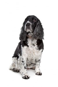 English cocker spaniel in front of a white background