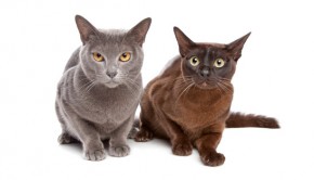 two Burmese cats in front of a white background