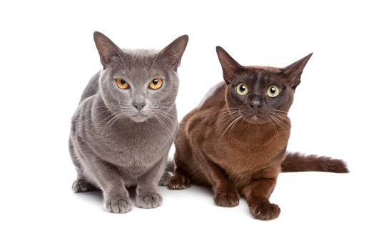 two Burmese cats in front of a white background