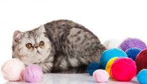 Exotic shorthair cat. Cat with balls of threads.
