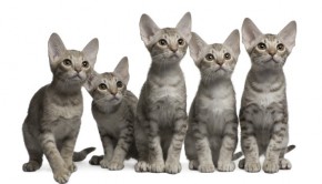 Ocicat kittens, 13 weeks old, sitting in front of white background