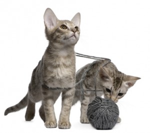 Two Ocicat Cats, 13 weeks old, playing with a ball of yarn