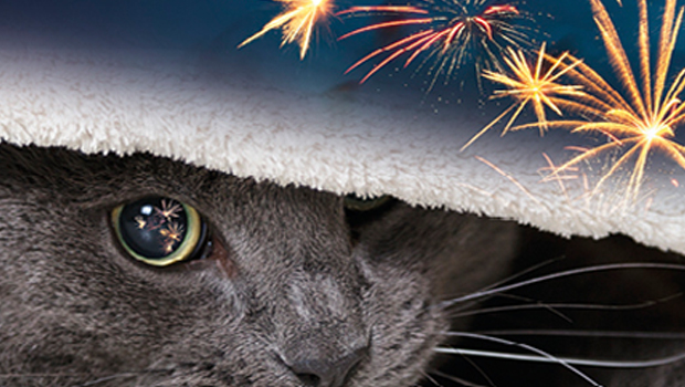 cats-and-fireworks