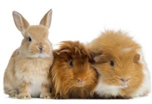 Dwarf rabbit and Guinea Pigs, isolated on white