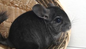 Chinchillas - a pet owners guide