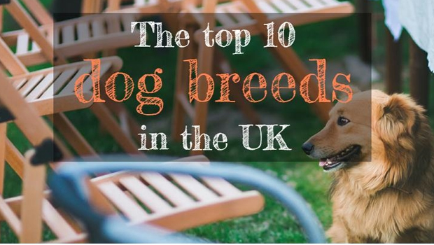 Top Ten Dog Breeds UK